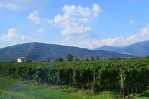 Franciacorta, vigneti