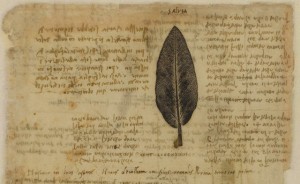 Codice Atlantico di Leonardo, pagina di botanica
