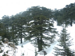 La foresta dei cedri di Dio, Libano