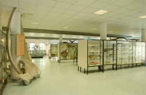 San Benedetto del Tronto, Museo del Mare, museo ittico