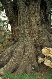 Antico cedro del Libano