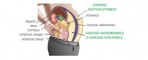 grasso addominale