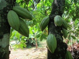 La pianta del cacao con i suoi frutti ancora acerbi