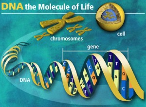 Nel nucleo di una cellula