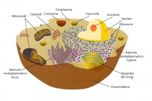 Schema di una cellula animale (fonte Wikipedia)