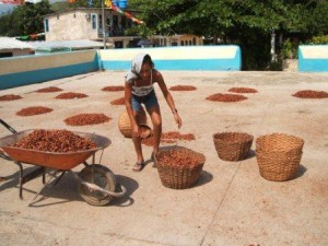 Fave di cacao essiccate al sole