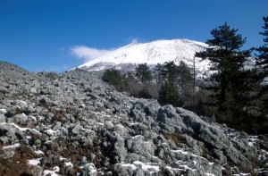 Parco nazionale del Vesuvio, lichene 