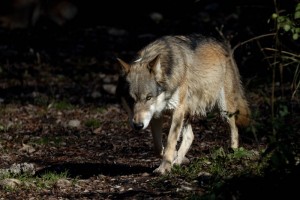 Parco nazionale della Majella, lupo appenninico