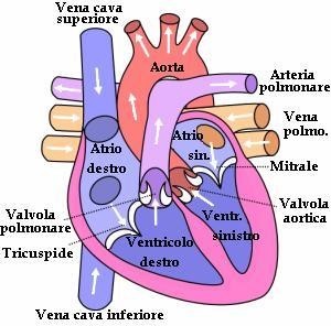 cuore anatomia