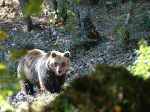 Parco nazionale d'Abruzzo, orso marsicano