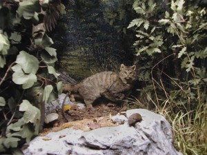 Parco nazionale di monti Sibillini, il gatto selvatico
