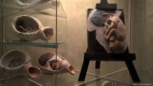 Bologna, Museo Palazzo Poggi, modelli ostetrici