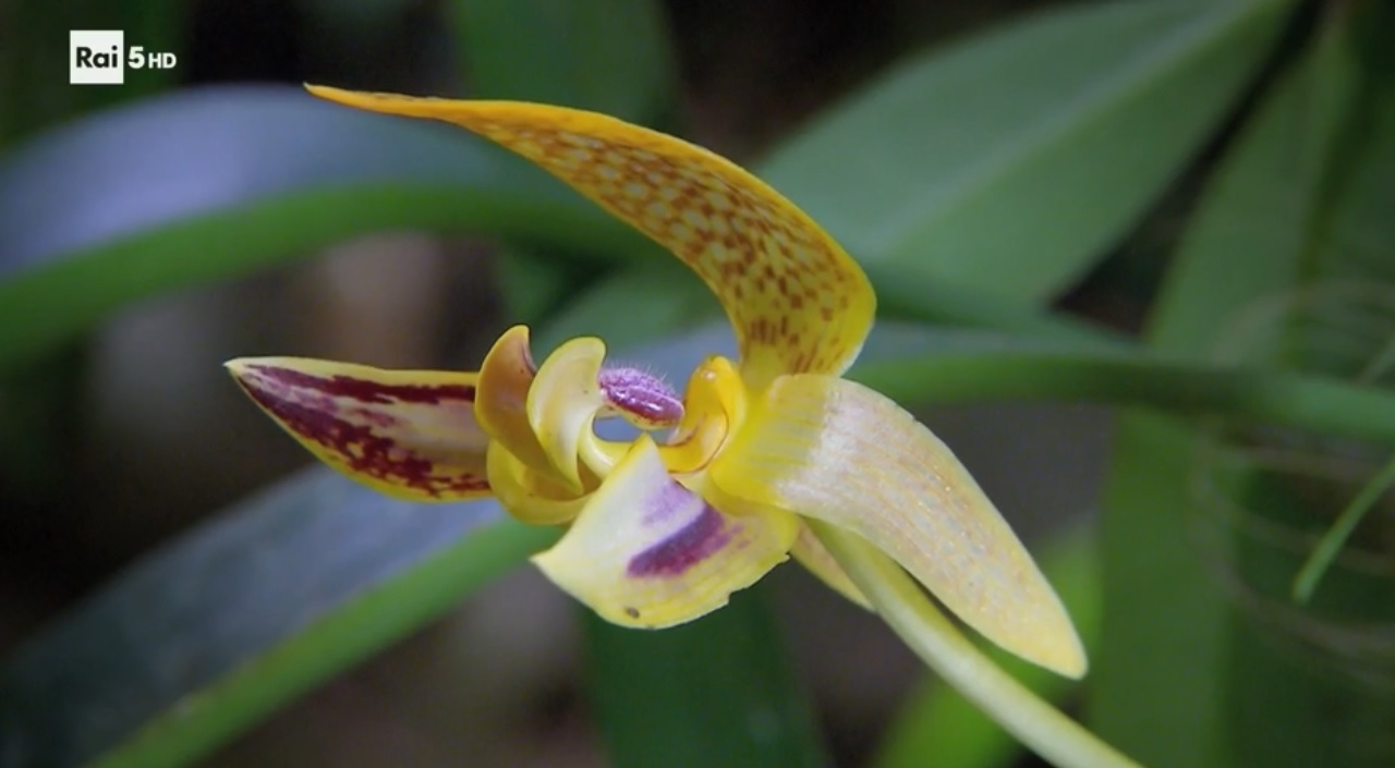 Cinema – Contromano di Antonio Albanese