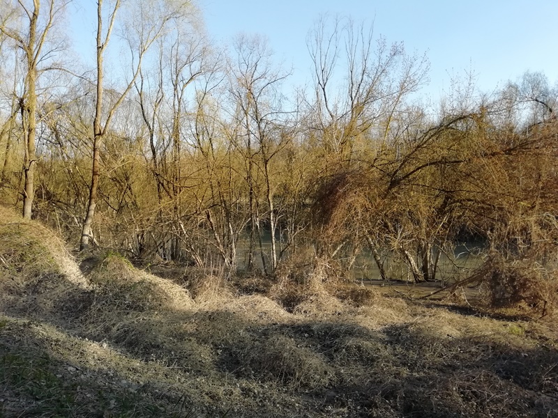 bosco della panfilia