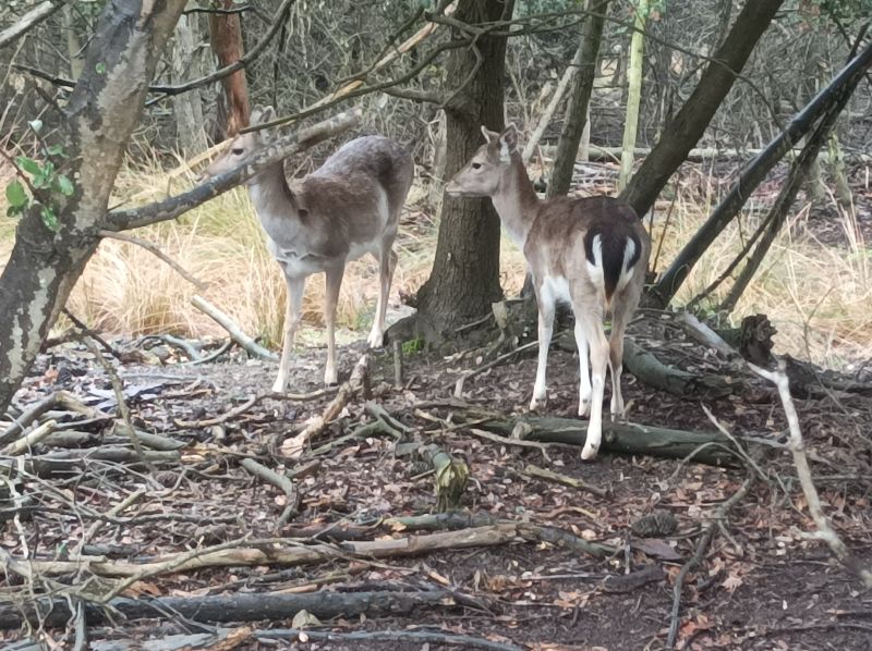 caprioli in libertà nel parco delta del po