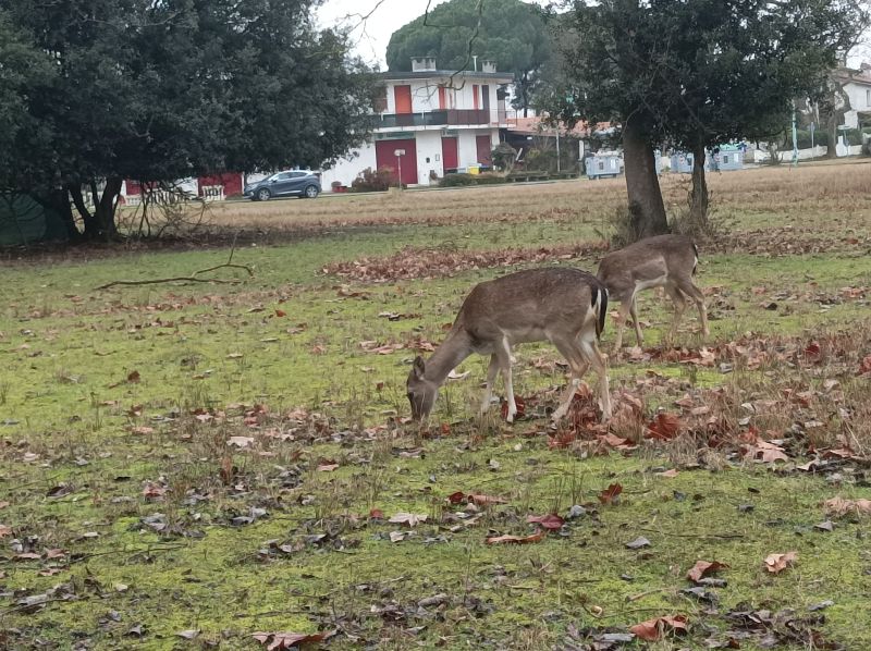 caprioli in libertà nel parco delta del po